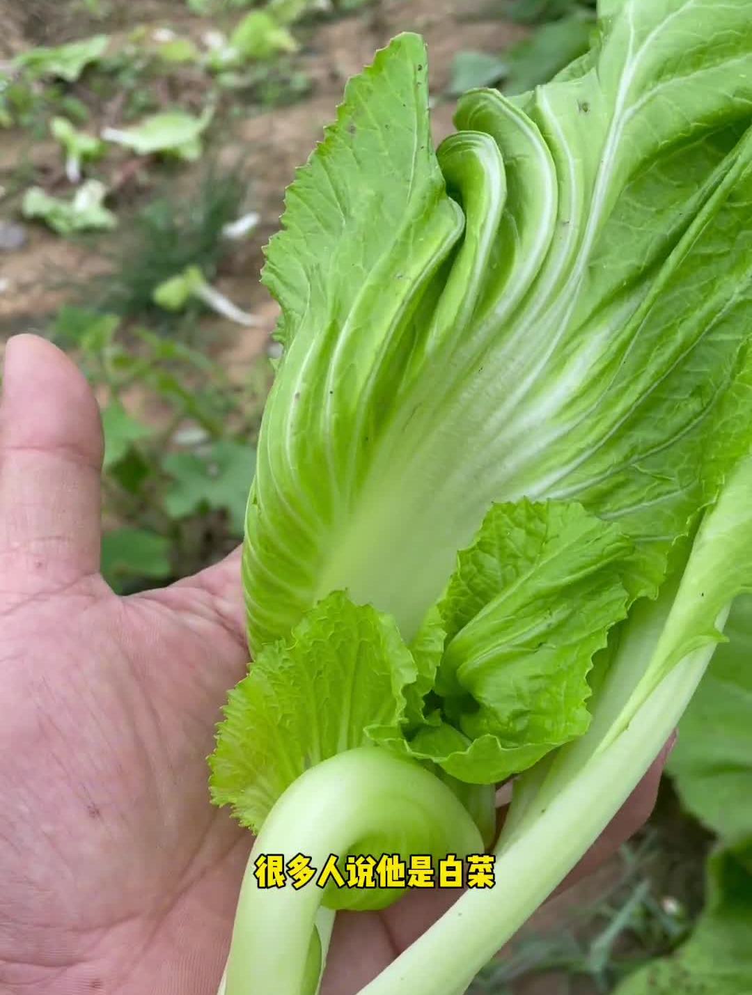 迟青菜是一种芥菜!很多人没有吃过!