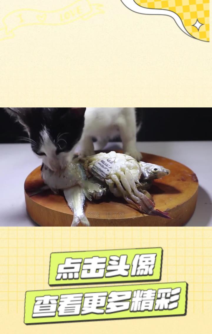 猫吃鱼为什么不怕鱼刺?把画面放慢100倍,答案一目了然