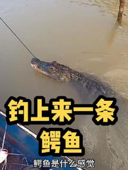 荒野兄弟在河里放下钓钩,钓上来一条凶猛的鳄鱼,让他惊呆了3