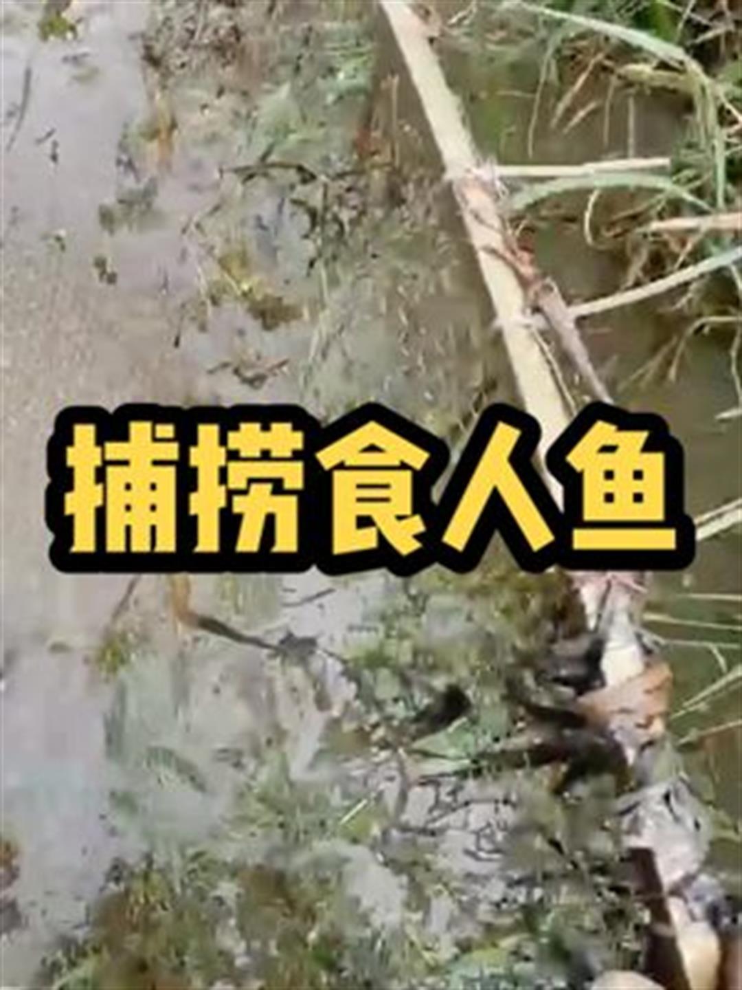 不要命的渔民捕捞凶猛的食人鱼,就算戴着手套也能轻易的咬破手指