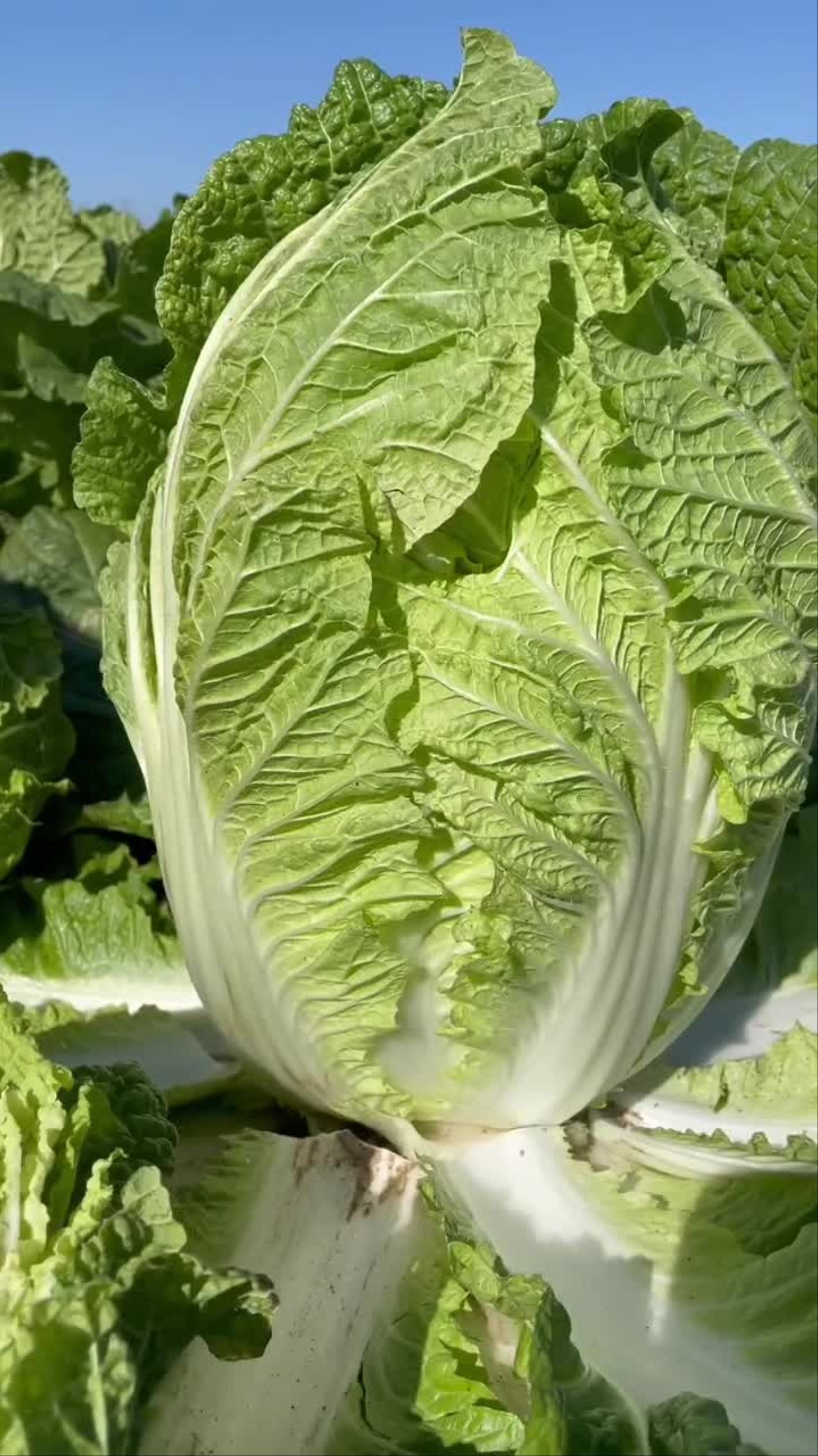 给大家推荐耐热大白菜种子!生长速度快!