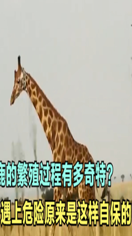 长颈鹿的繁殖过程有多奇特,遇上危险,出于自保长颈鹿有多凶猛