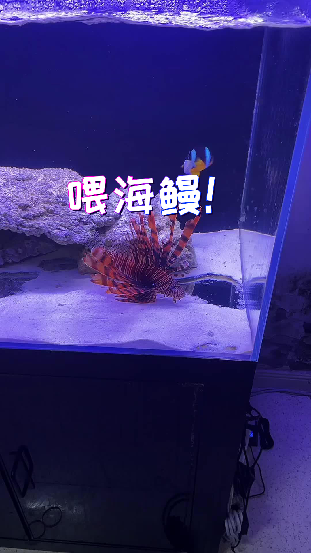 好想养一缸海鳗啊……