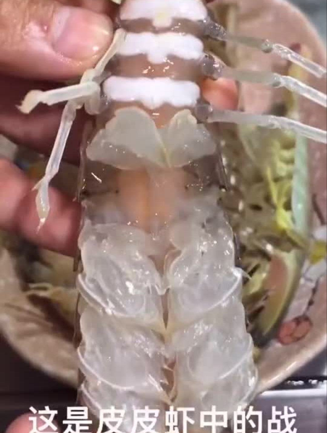 皮皮虾我们走皮皮虾