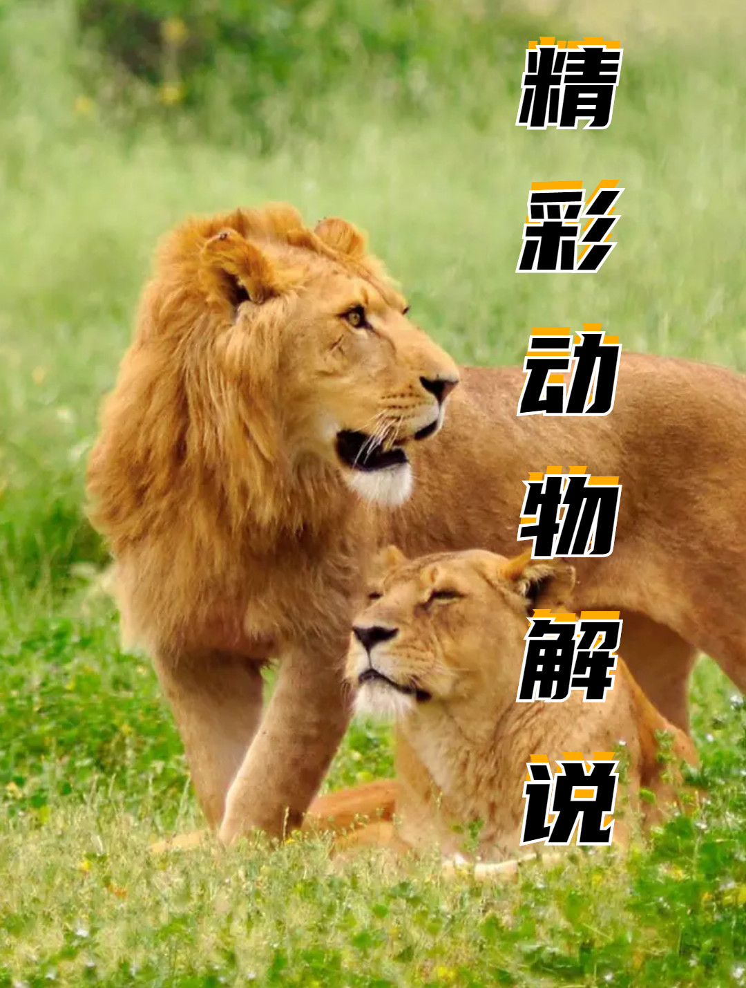 当鳄鱼遇到狮子和遇到老虎的区别4