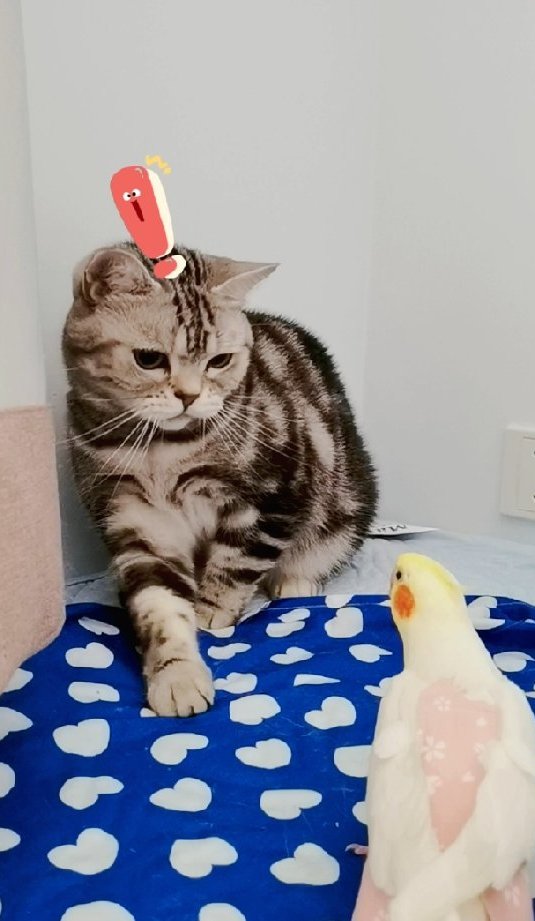 红脸小鸡逗猫,猫咪和鹦鹉