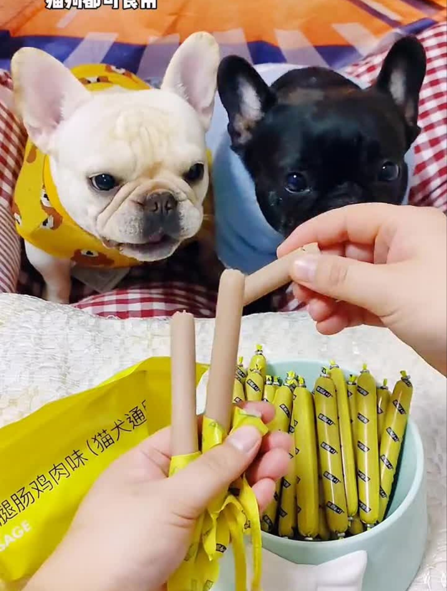 好吃的火腿肠,毛孩子一口一口停不下来!