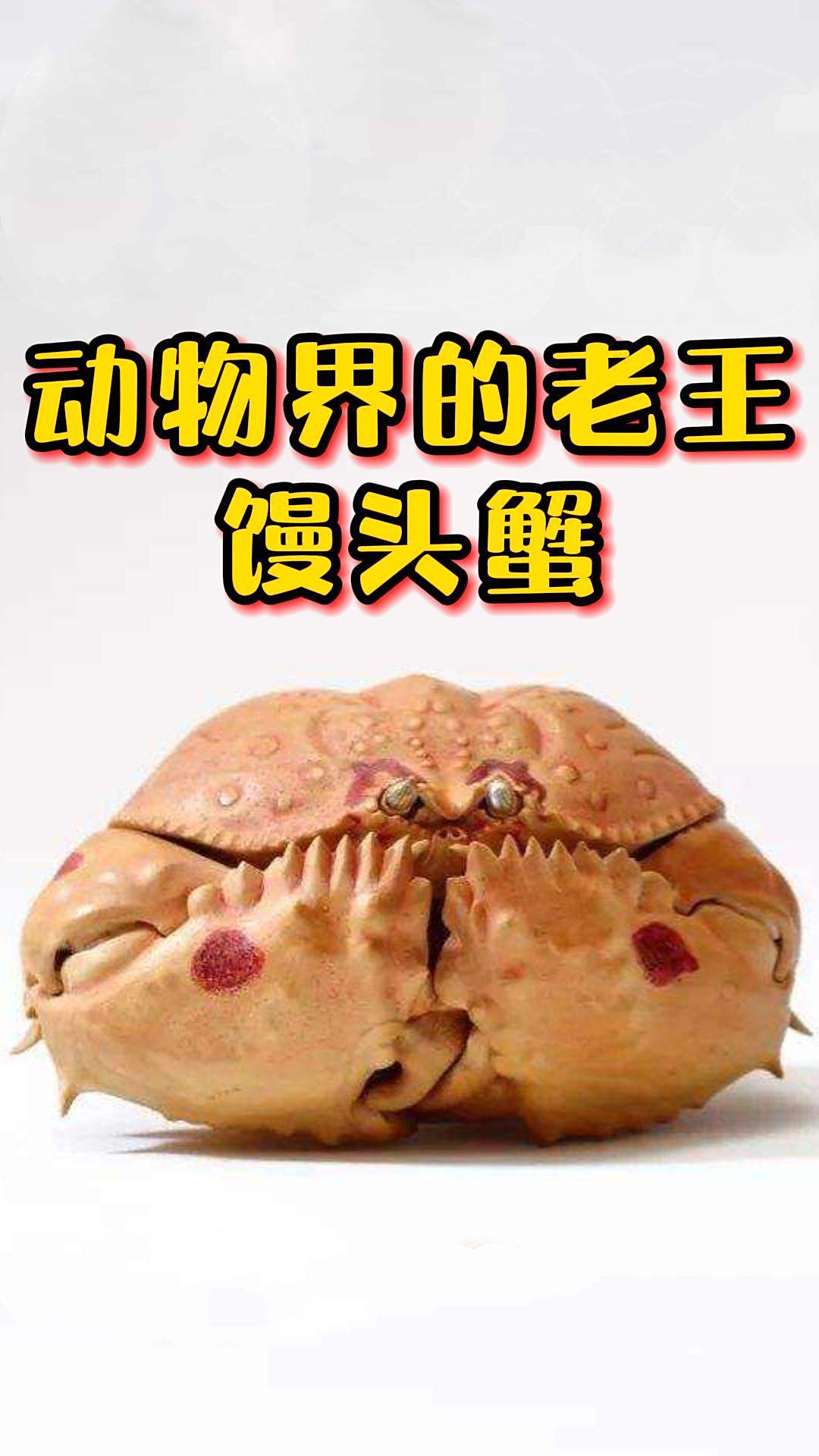 动物界的老王,爱抱老婆的馒头蟹,你想怎么吃?