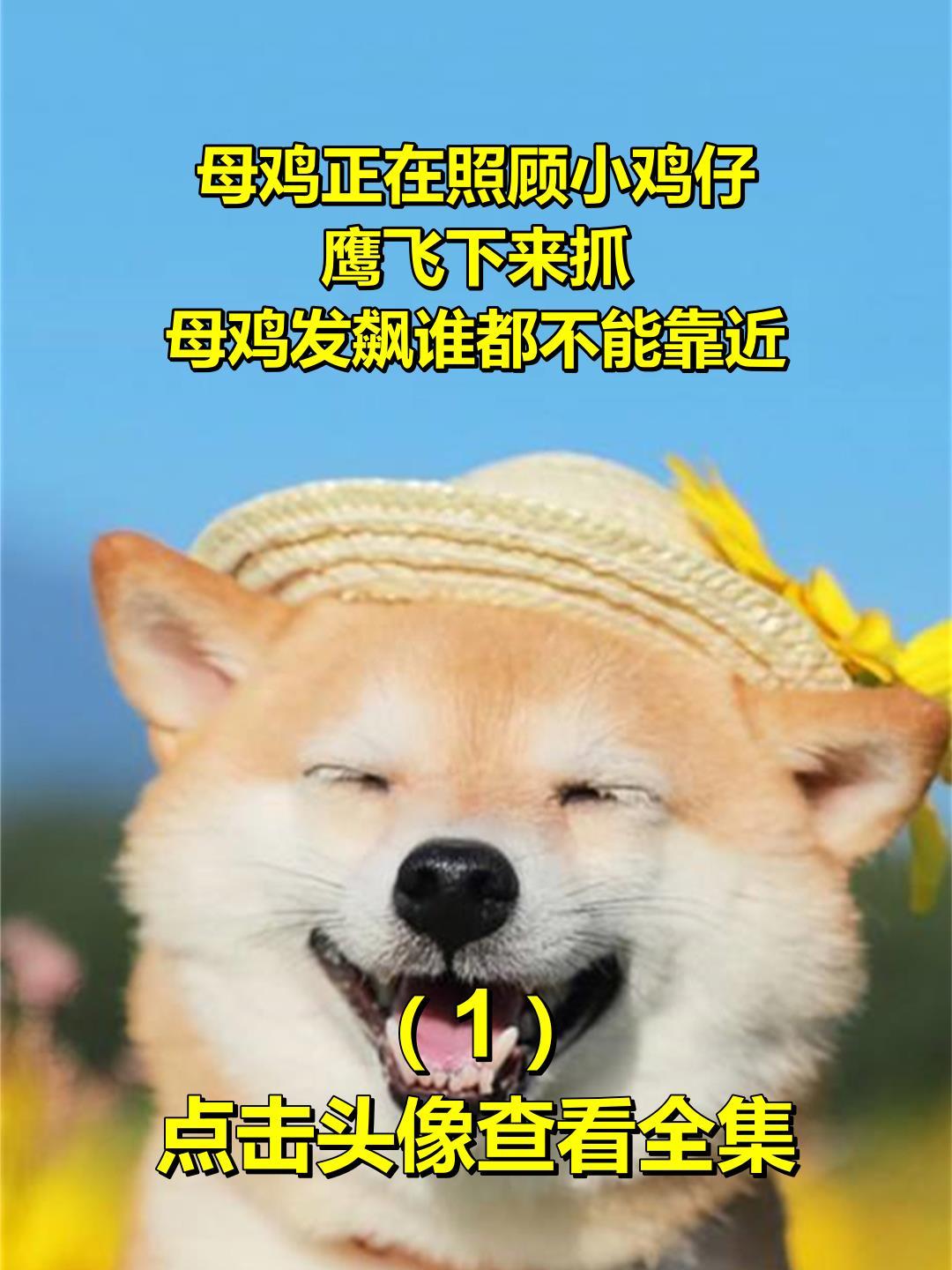 母鸡正在照顾小鸡仔,鹰飞下来抓,母鸡发飙谁都不能靠近1