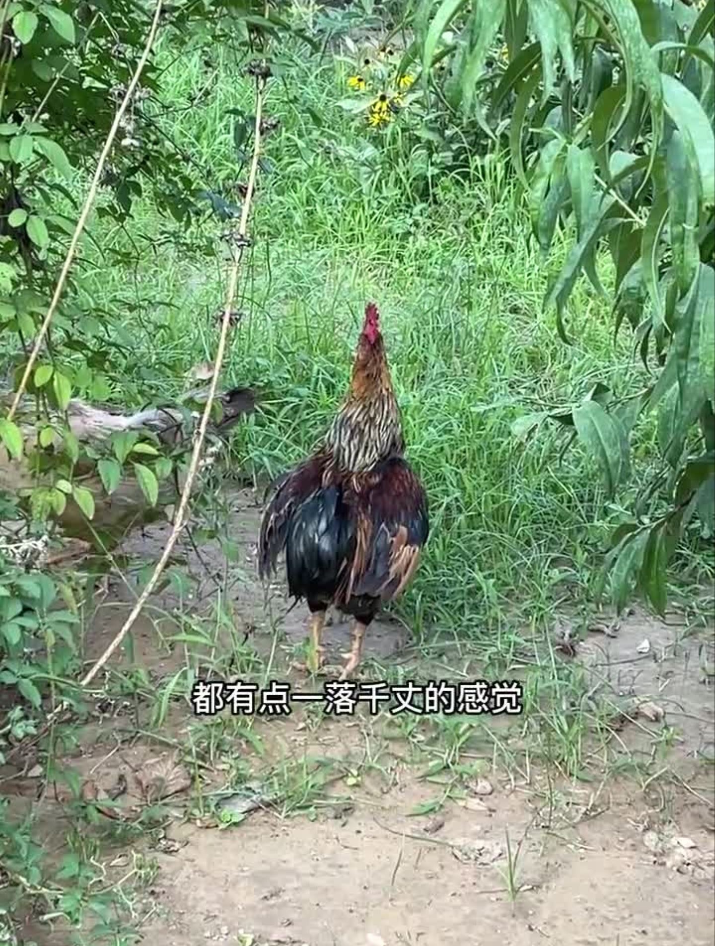 公鸡和母鸡的田园爱情生活