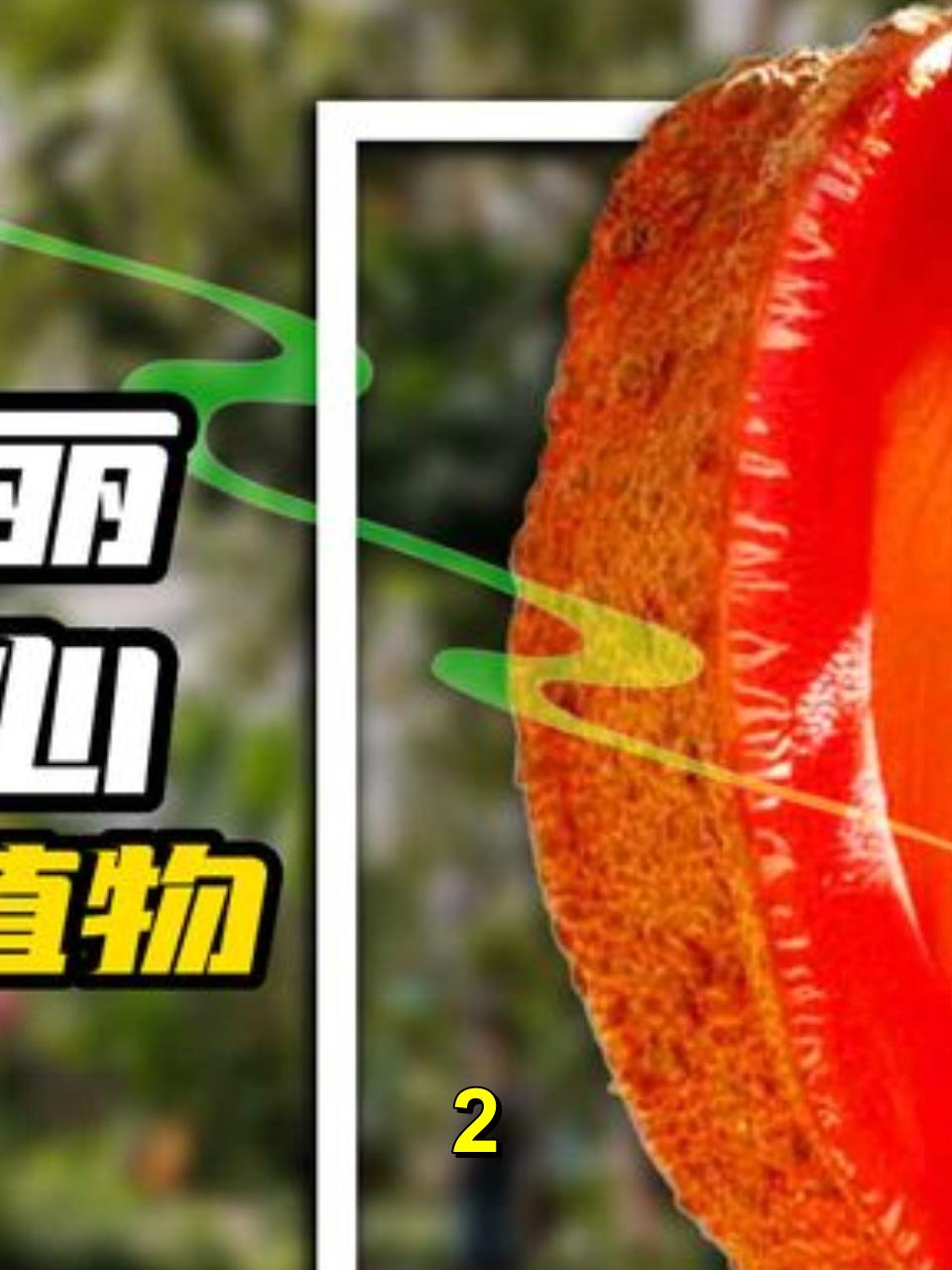 10种恶臭植物(三),多肉植物大花犀角与非洲白鹭花2