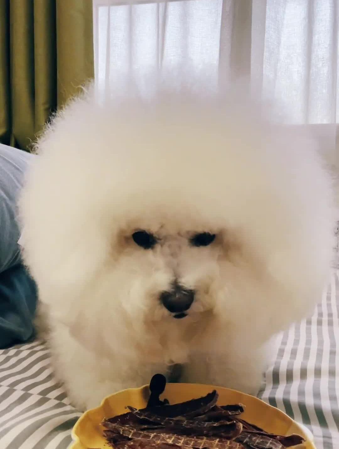 这鸭肉干太酥太脆了,辣条妞一口接一口