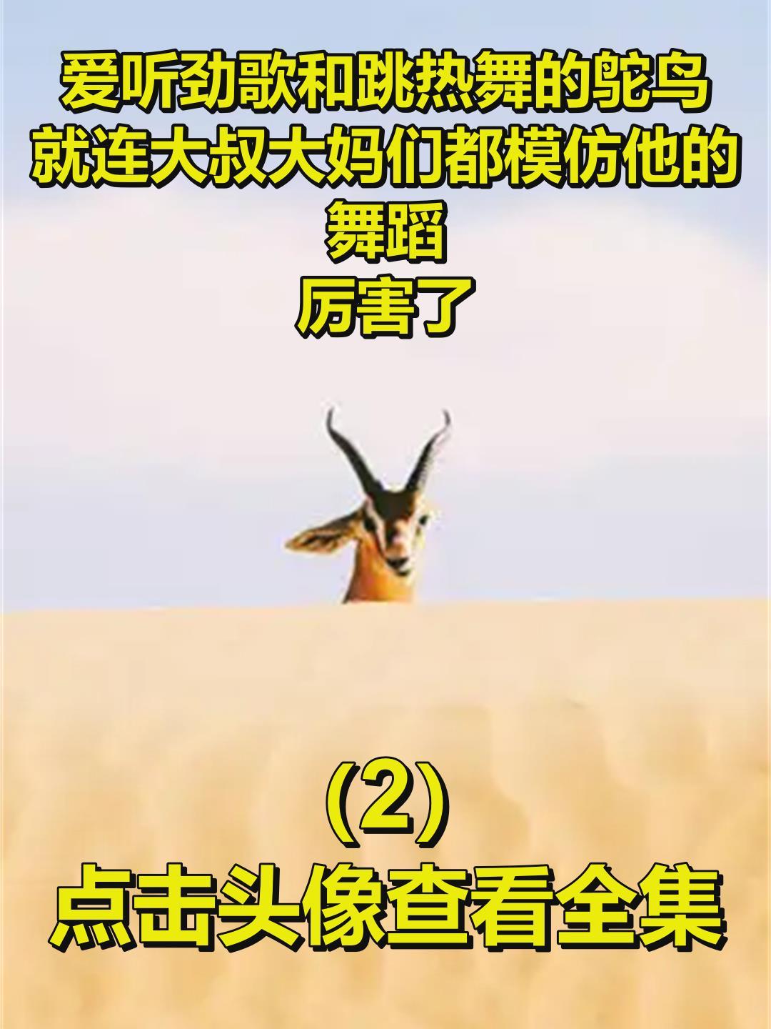 爱听劲歌和跳热舞的鸵鸟,就连大叔大妈们都模仿他的舞蹈