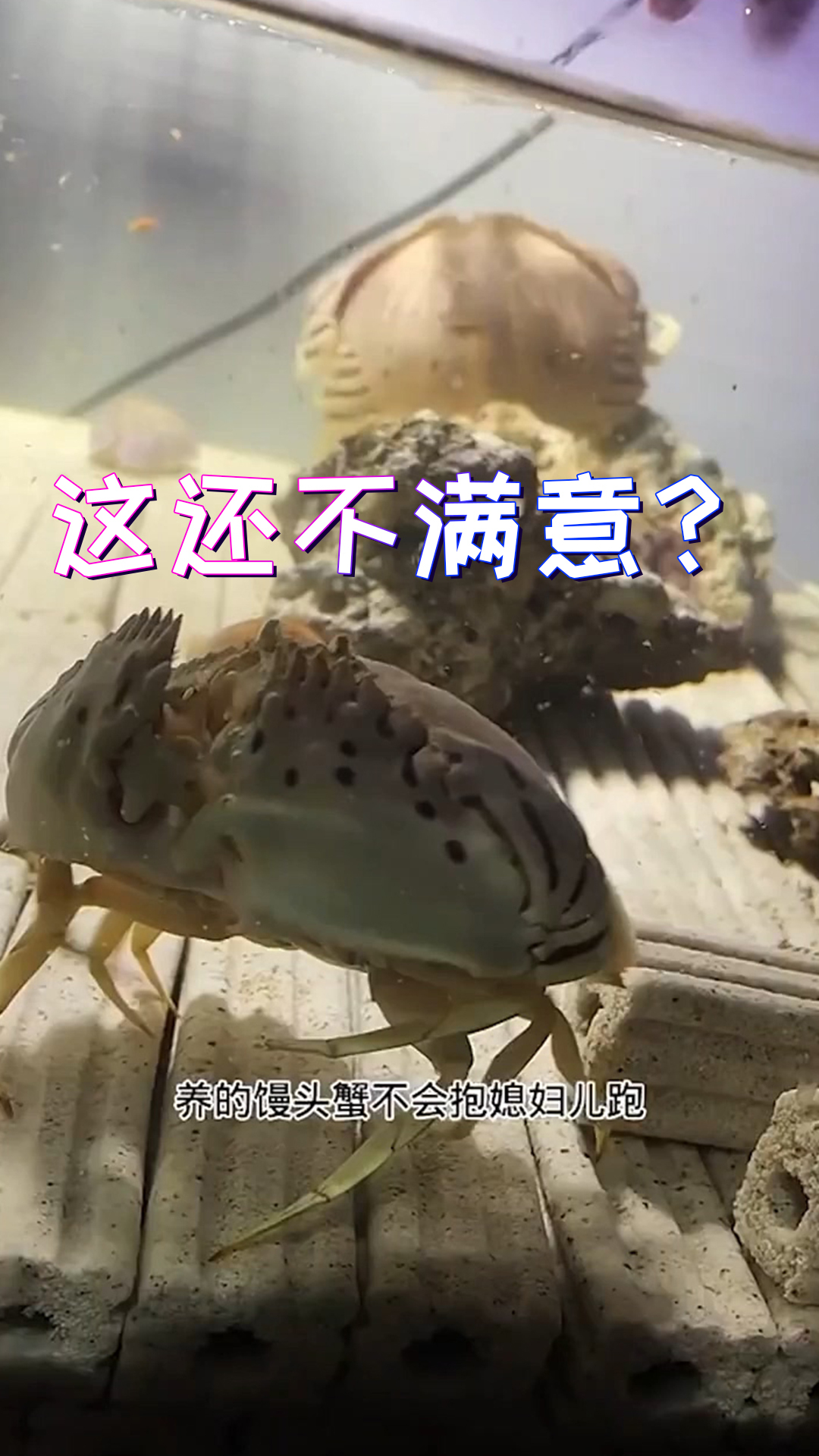 这馒头蟹也太不识好歹了,啥也不用你干白捡一大儿子还不满意?