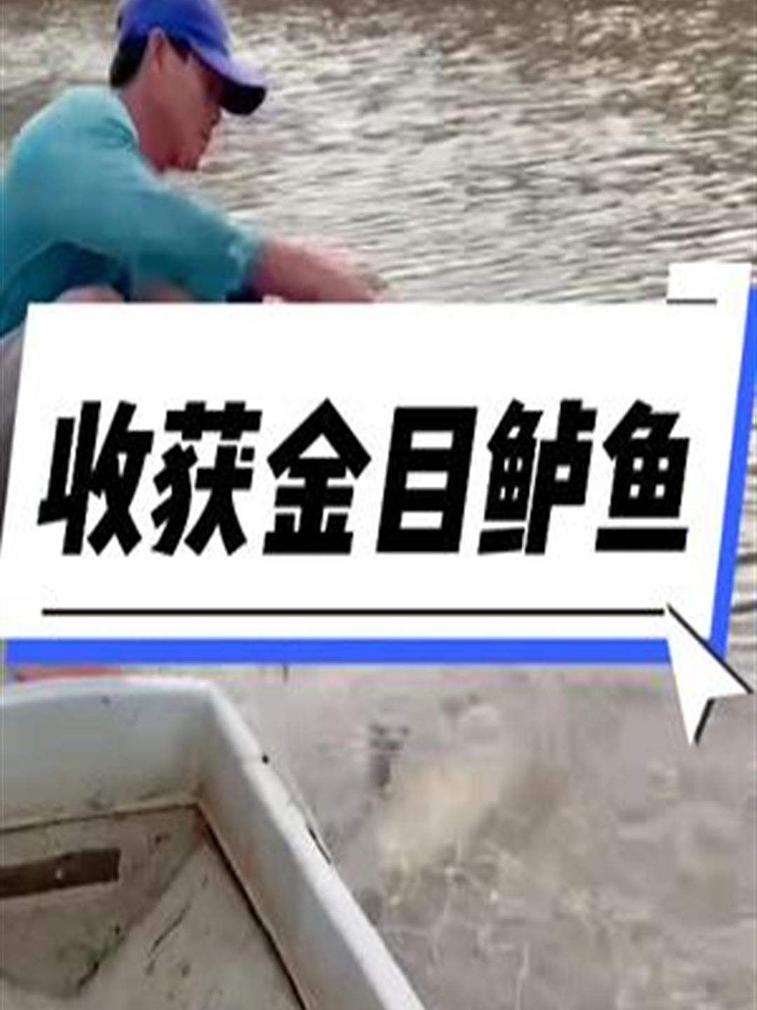 渔民在咸淡水交界处放下渔网,收获一条30多斤的金目鲈鱼2