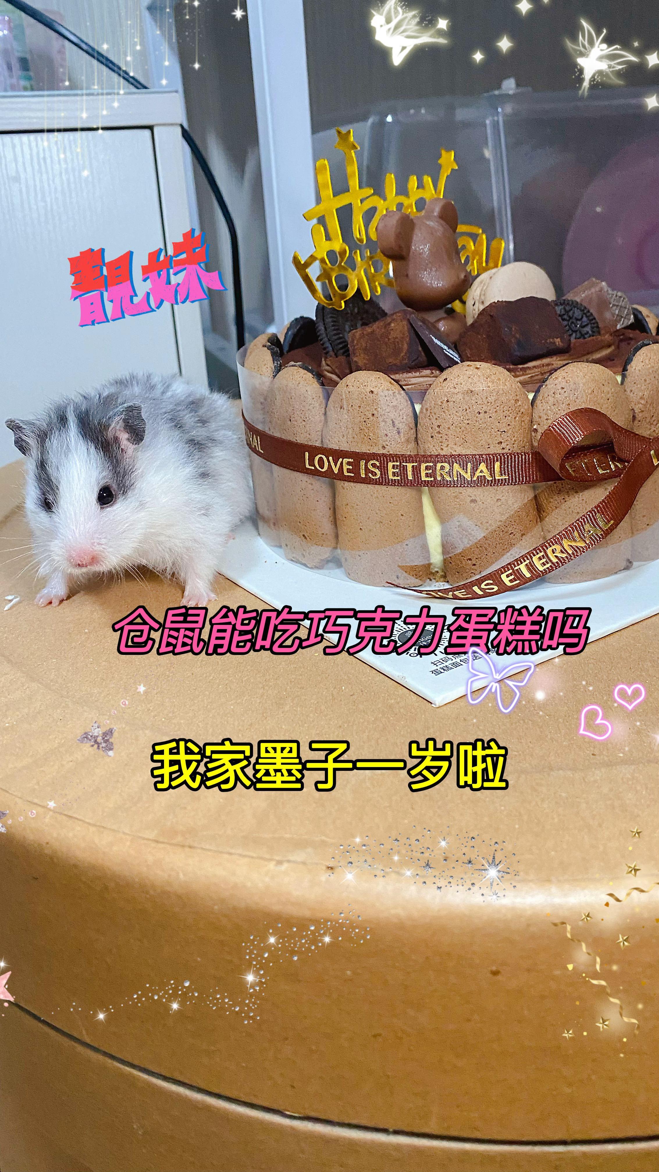 仓鼠能吃蛋糕吗?今天买了我爱吃生日蛋糕为她庆祝生日