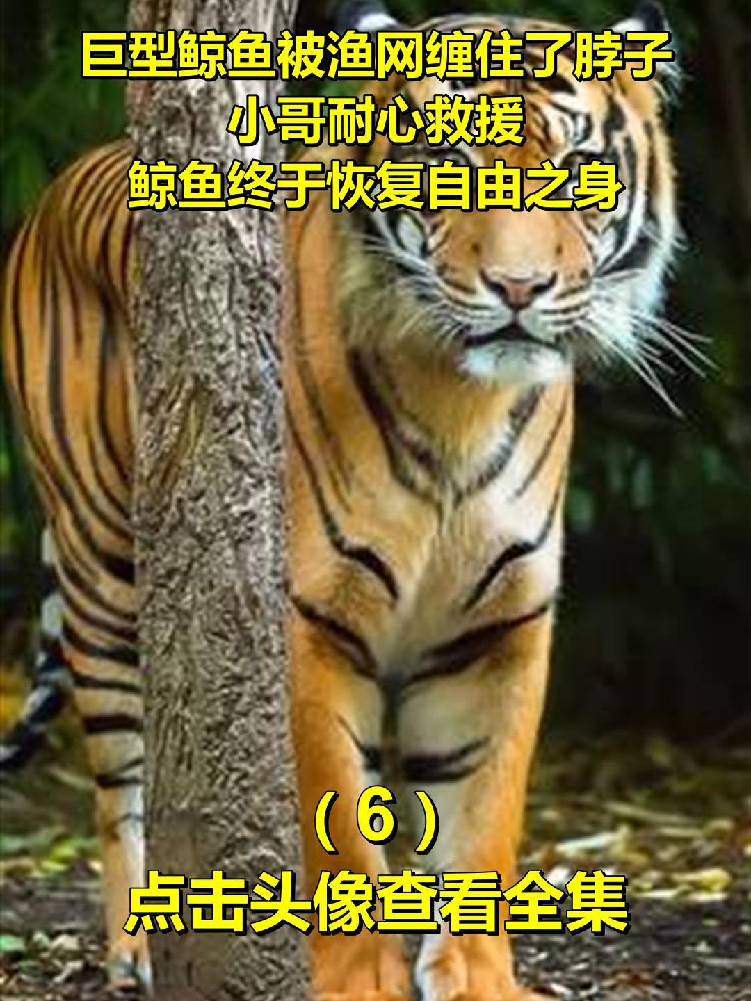 巨型鲸鱼被渔网缠住了脖子,小哥耐心救援,鲸鱼终于恢复自由之身