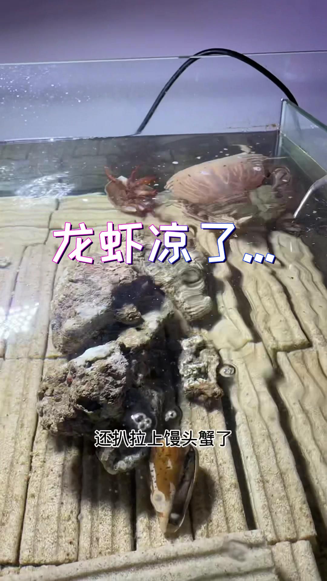 谁赔我的清蒸龙虾啊!