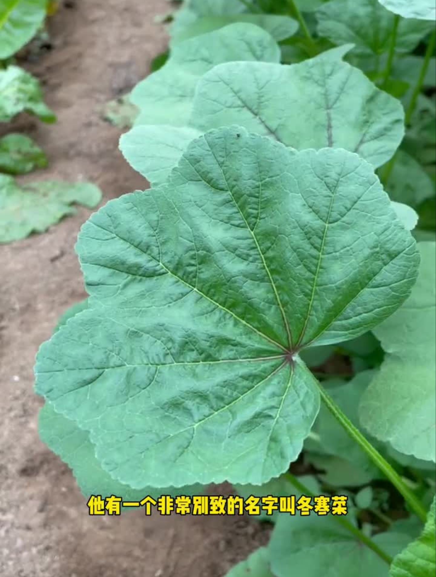 有人吃过吗？这是葵菜！也叫冬寒菜！