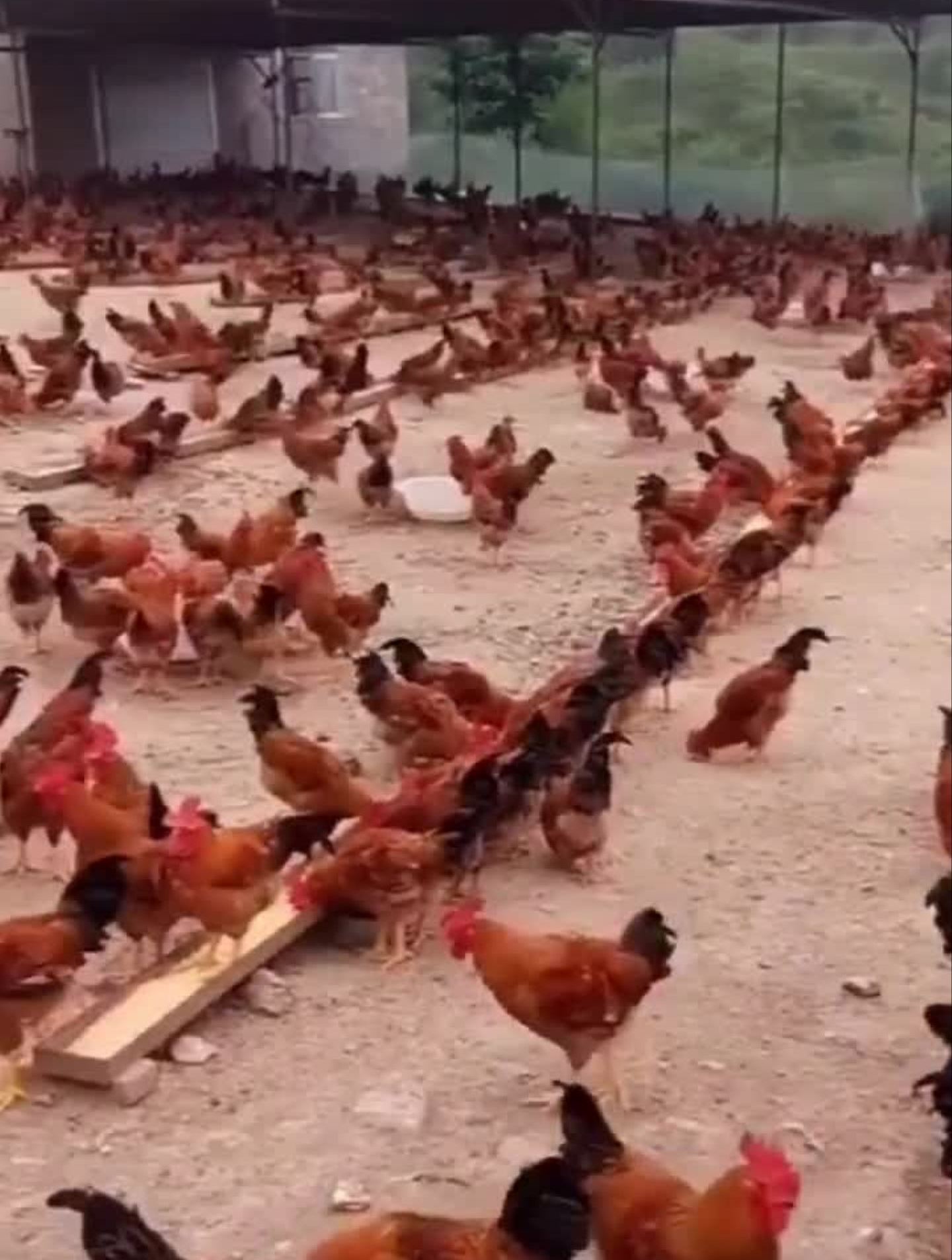 真的想跟你们分享的养鸡的视频5