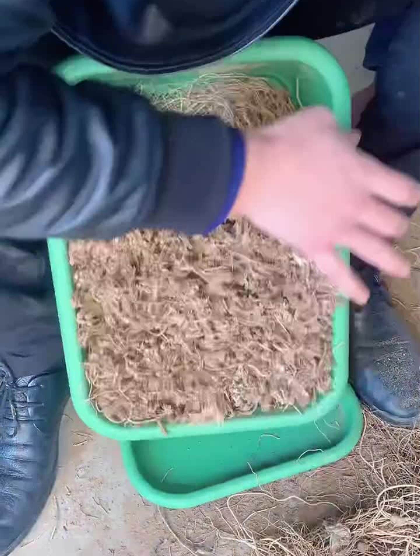 喜欢吃韭菜的赶紧种起来吧种子派送水培韭菜阳台种菜