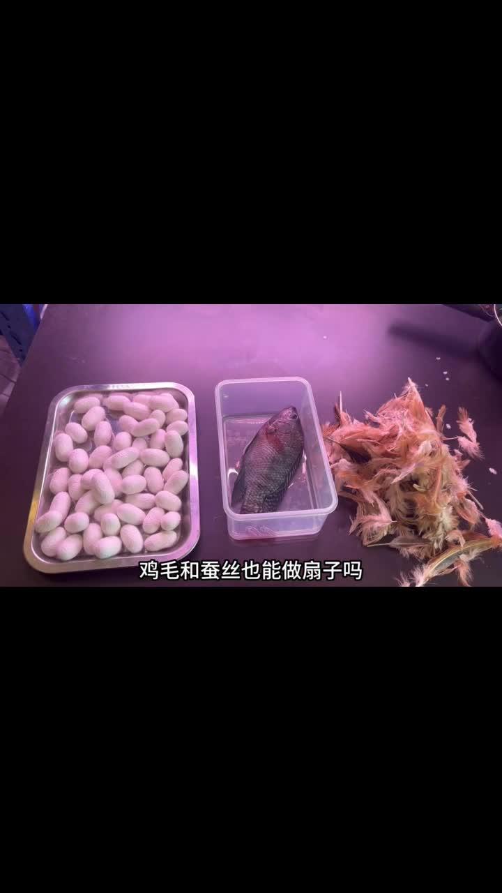 农村第二件工艺品:凤羽龙鳞蚕丝扇完成!