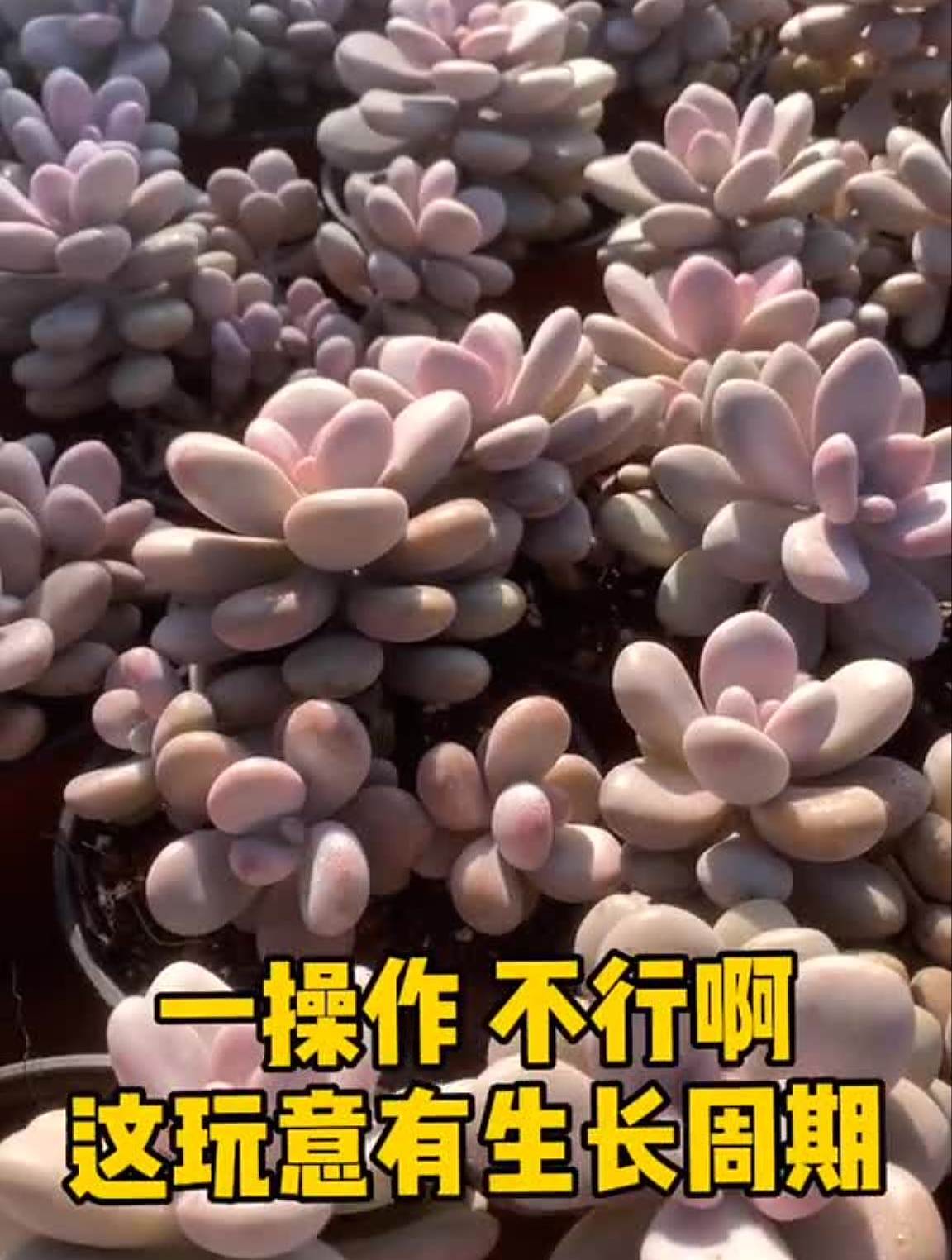 今天直播间把价格打下来吧