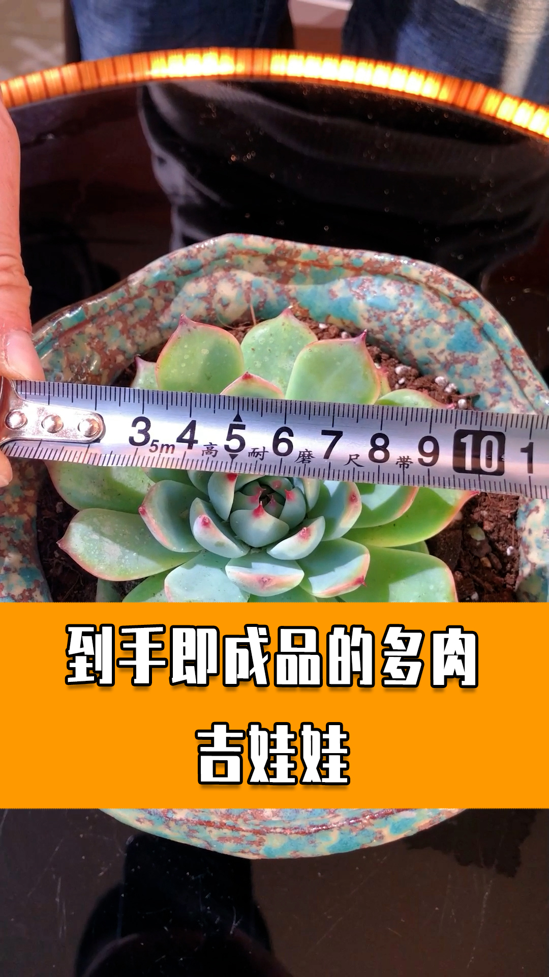 新手也能轻松养出好状态的多肉吉娃娃