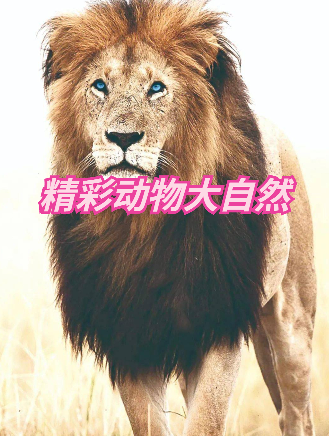 疣猪肉是真的香啊!野狗群活剥疣猪现场,太残忍了2