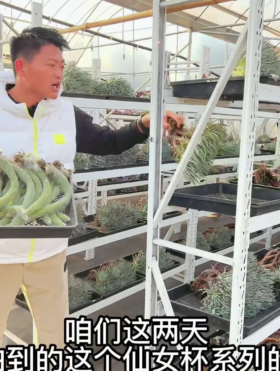 晚上7点多聊聊多肉九尾狐白菊雨滴多肉种植基地多肉植物养护