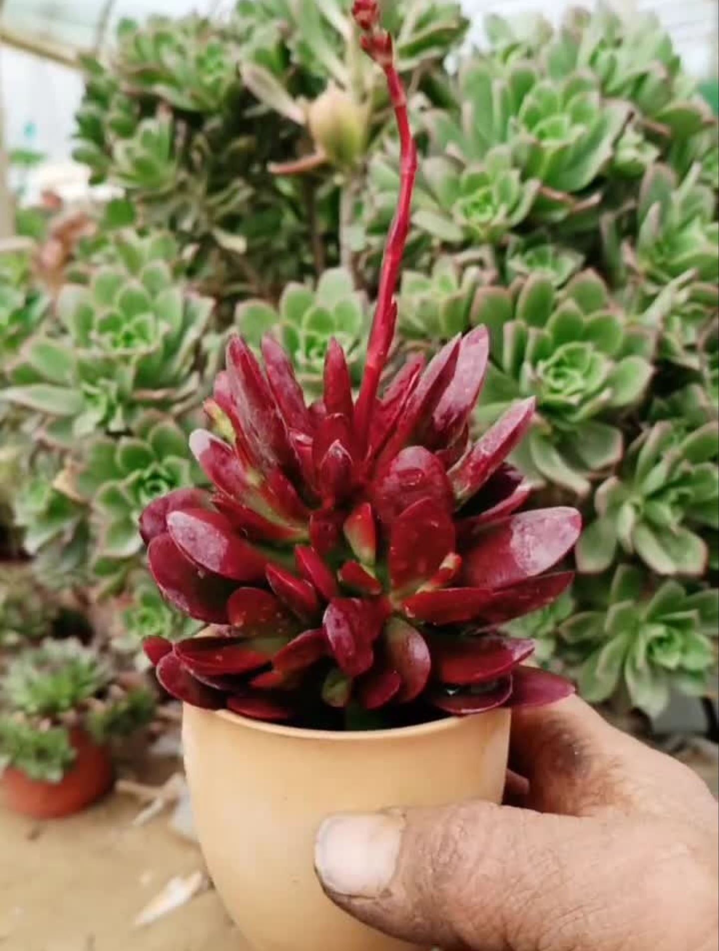 你们期待的多肉来了1