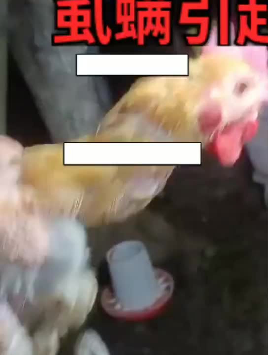 鸡非正常换羽,遇到过没有鸡病防治土鸡农村养鸡禽病诊所养鸡