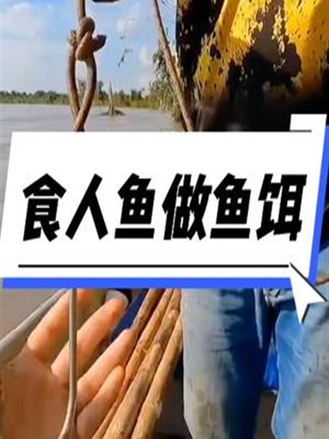 在亚马逊河流用半斤重的食人鱼当鱼饵,钓上来的鱼能有多大1