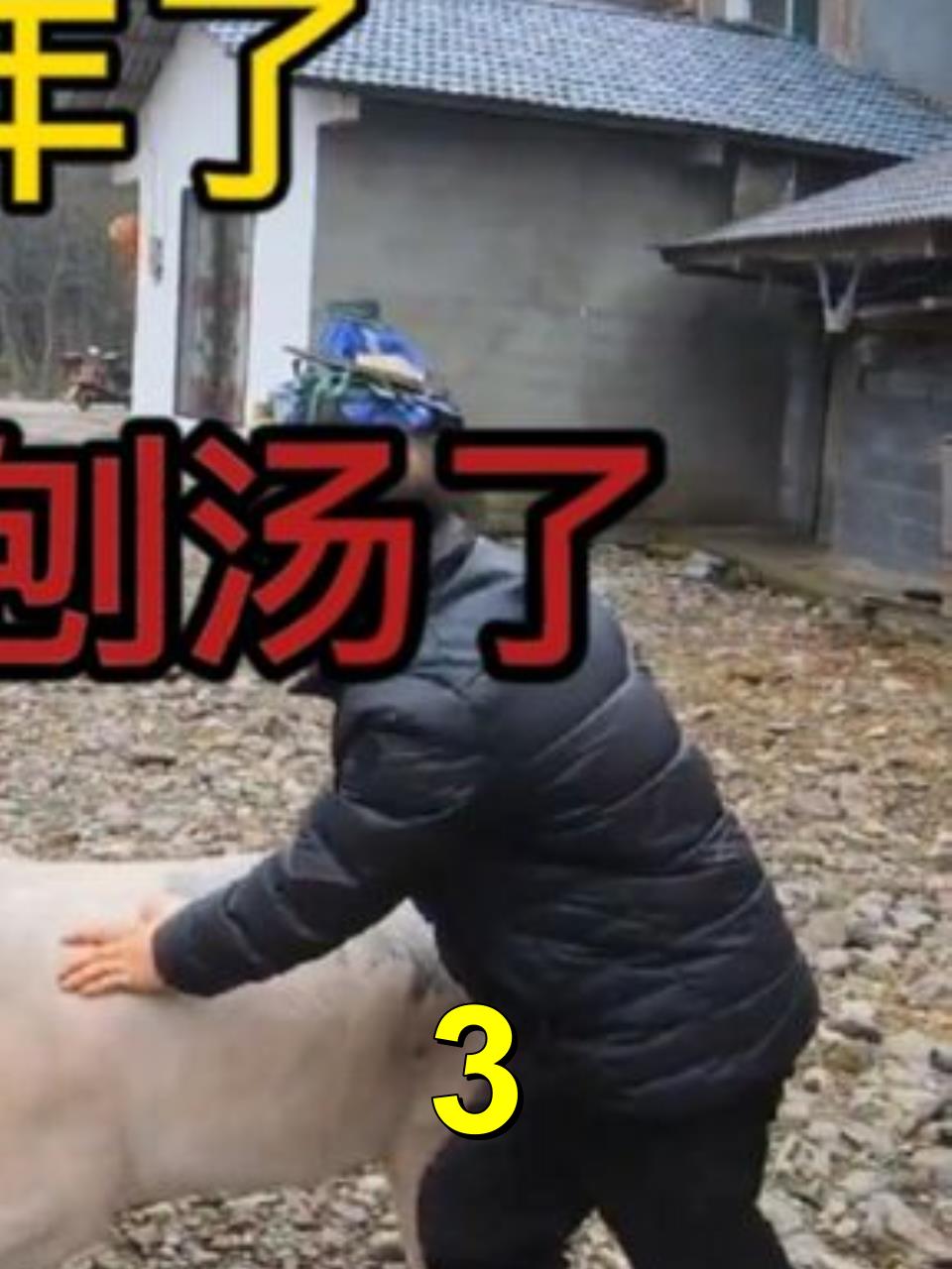 特别篇:还有90多天又要过年了。杀年猪,吃刨汤的日子又快来到3