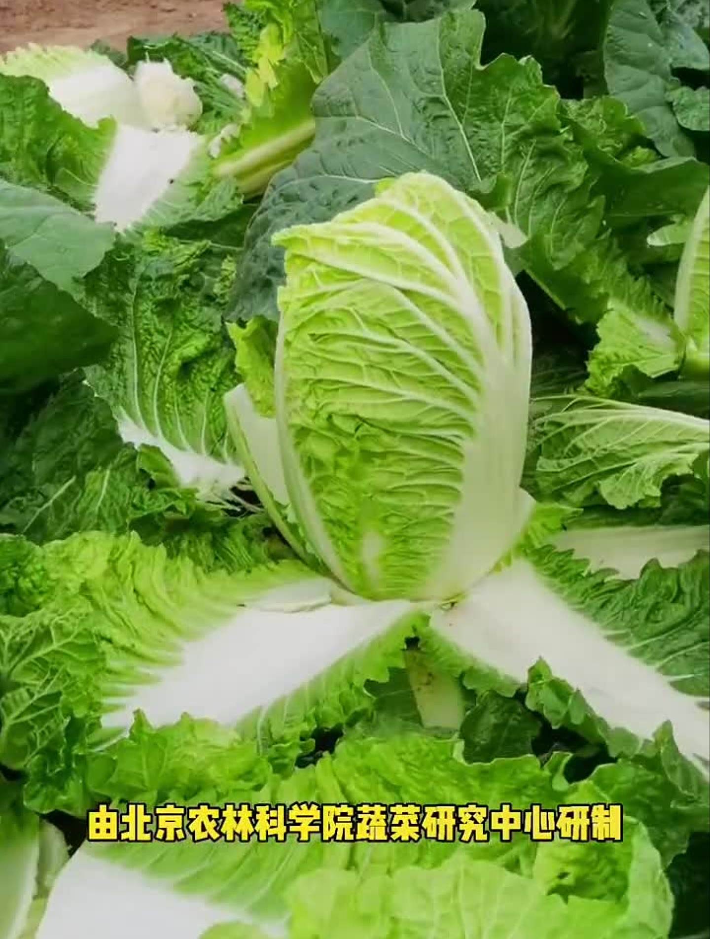 这个是老味道的白菜!北京新3号白菜种子就在下方