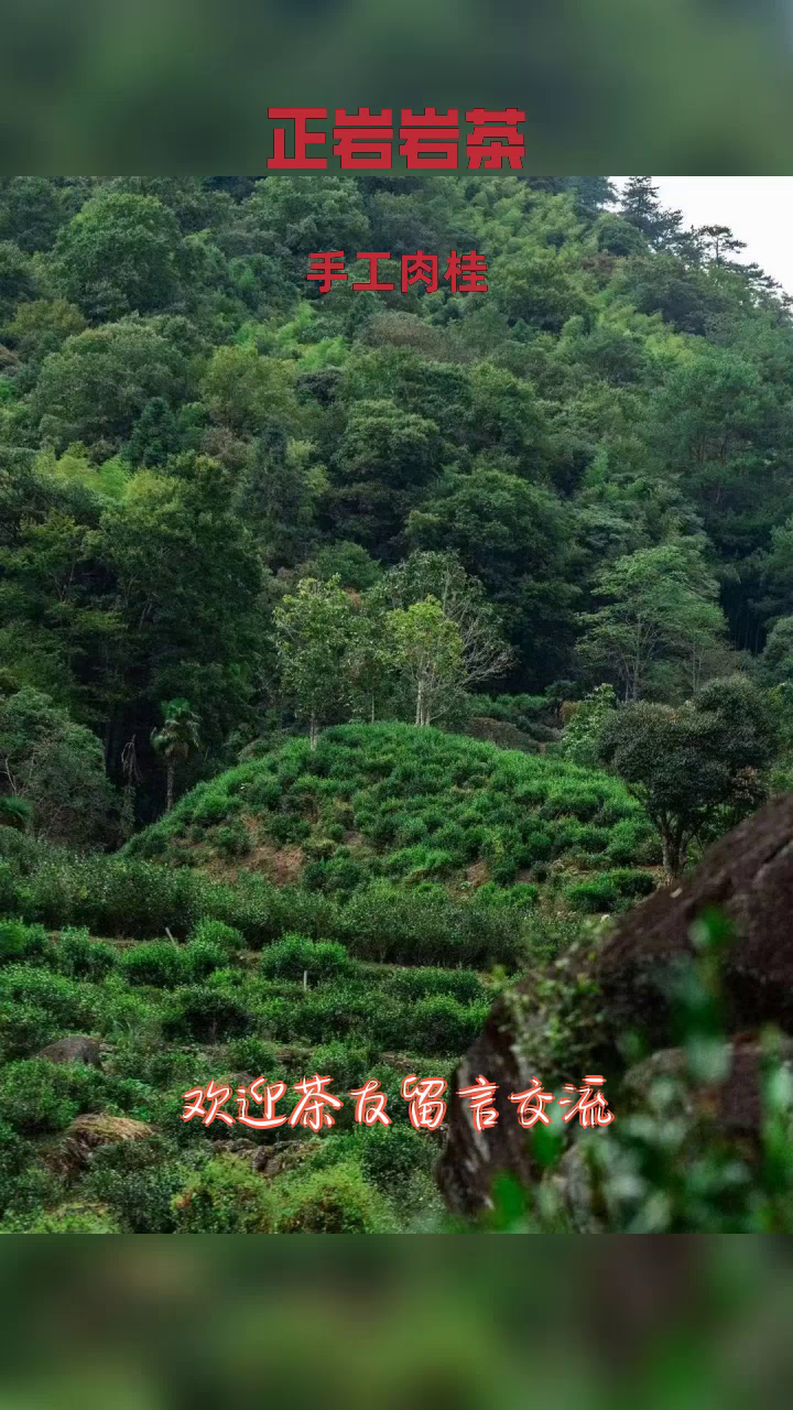 福州肉桂#武夷岩茶肉桂礼盒价格 武夷岩茶排名 武夷岩茶匠心 手工肉桂#福州私房茶