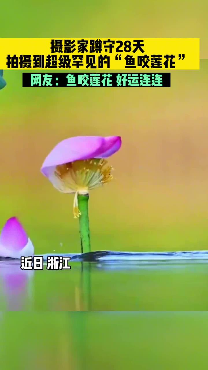 摄影师蹲守28天 拍摄到超级罕见的 鱼咬莲花 网友 鱼咬莲花