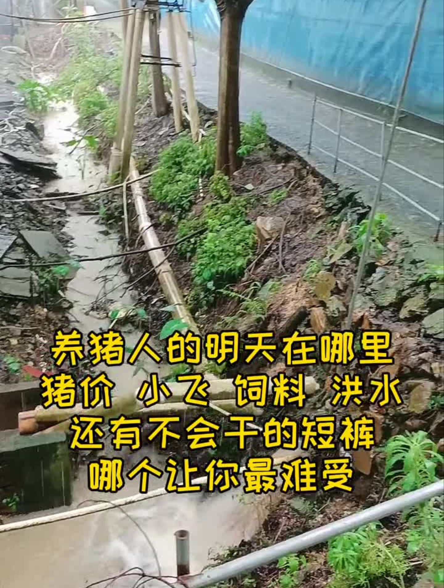 人们都说我2020养猪挣了几千,你可知道我们养猪人的压力