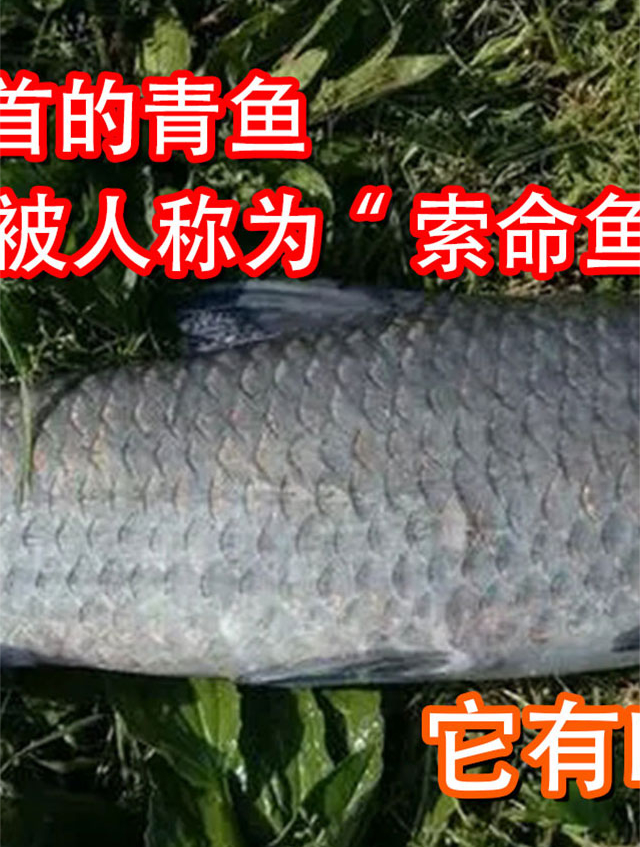 四大家鱼之首的青鱼,为什么被人称为“索命鱼”,它有啥可怕的?