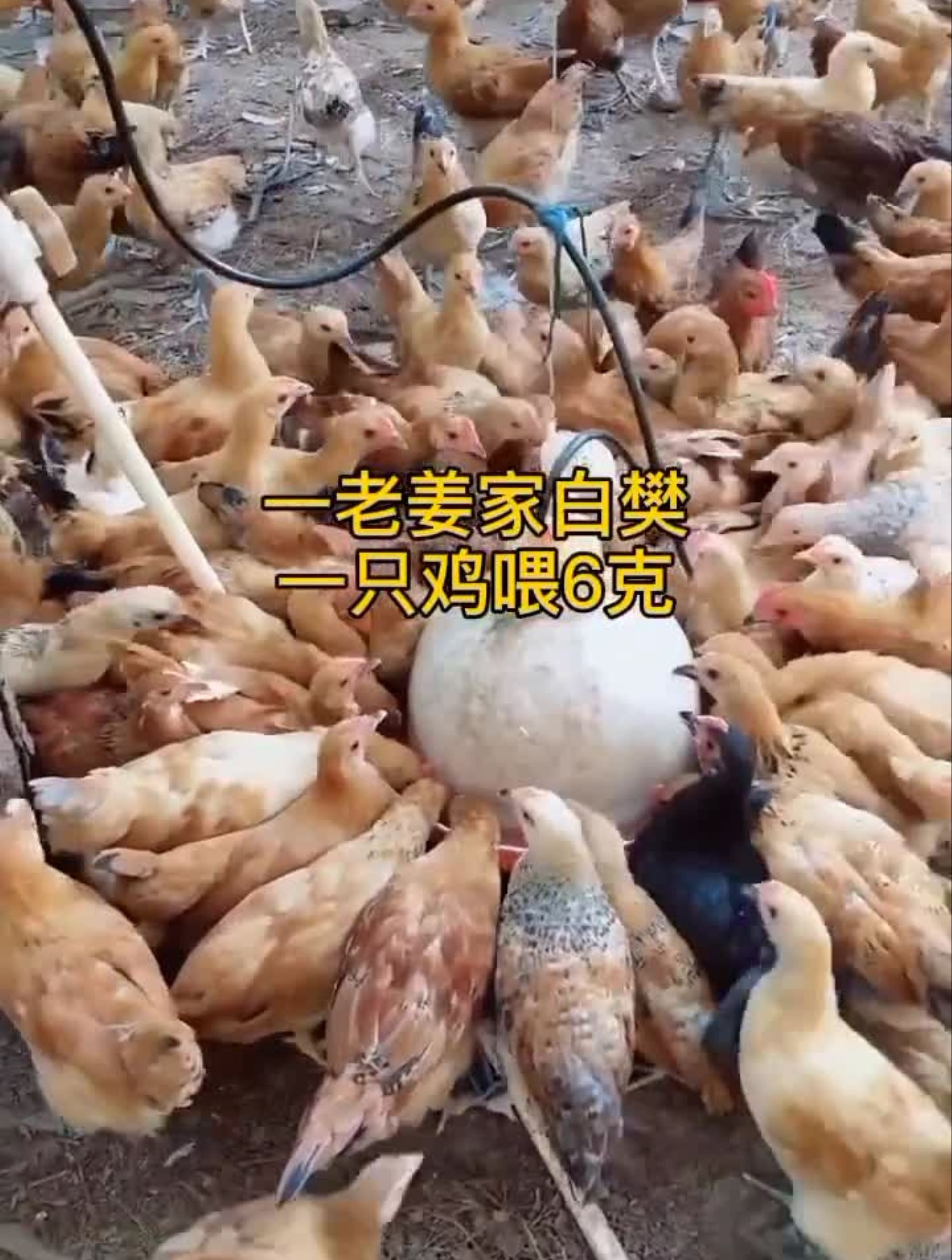 学会这三点全程不死鸡