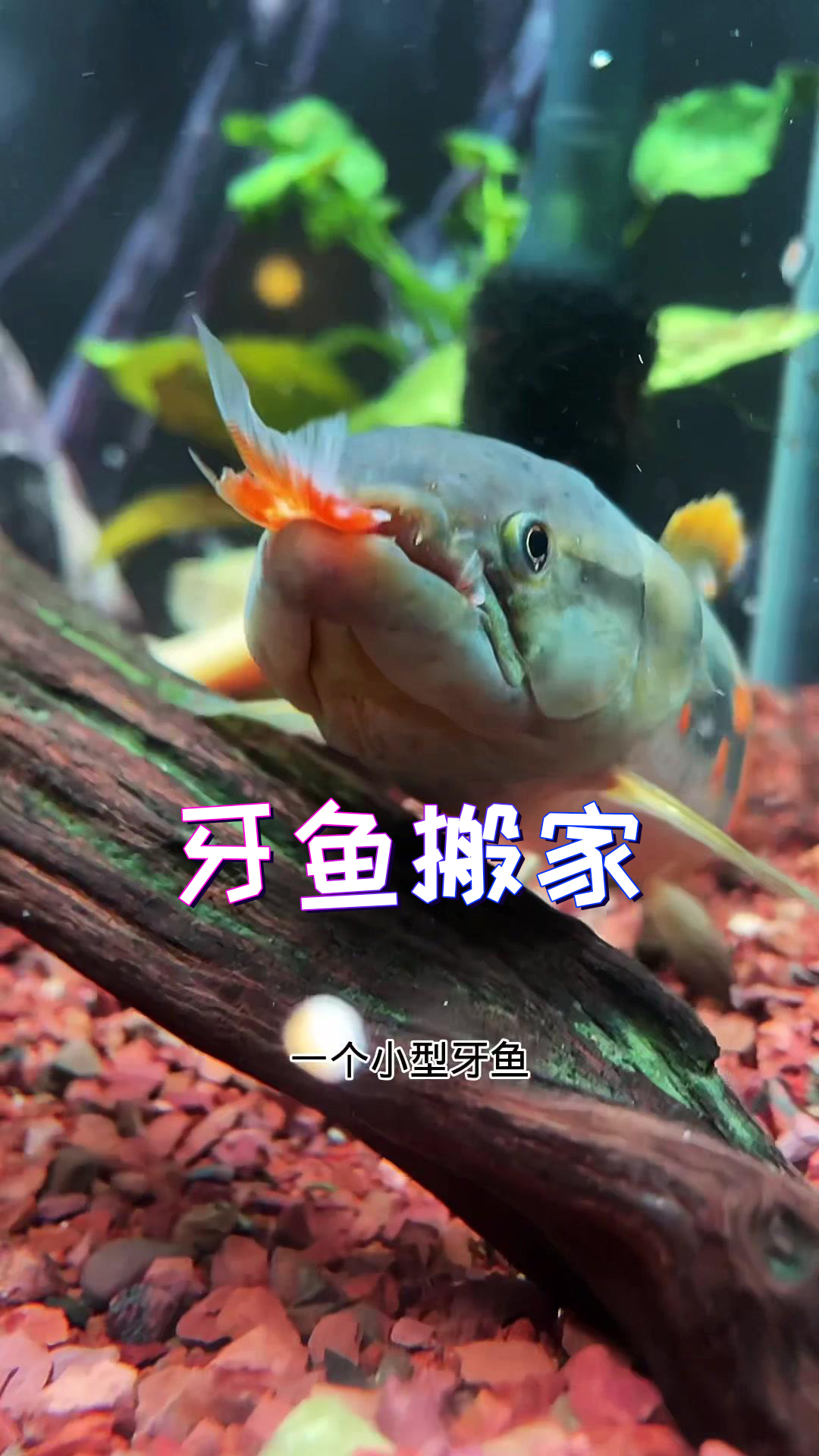 狮子鱼!目前还活着!