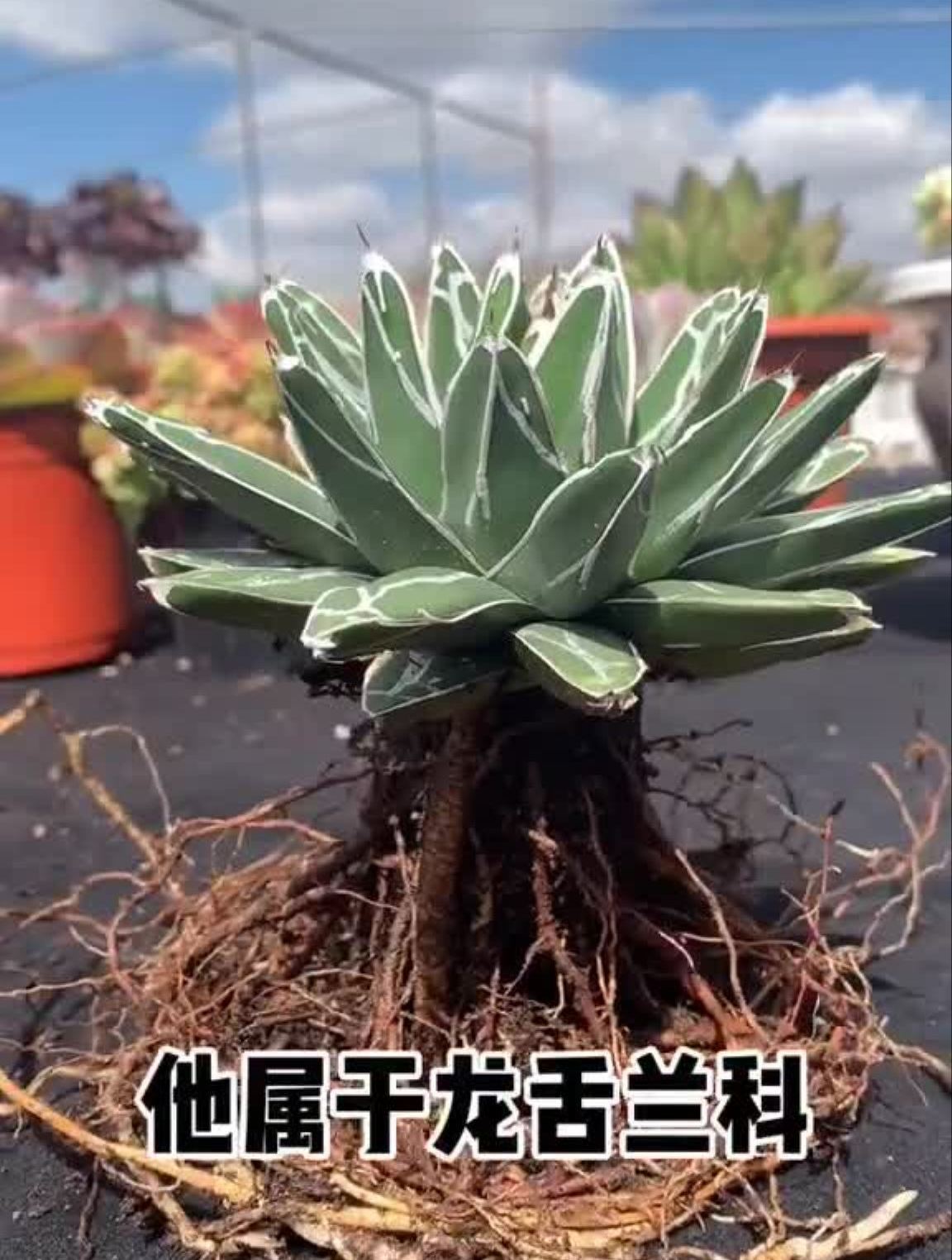 关注我每日了解多肉知识