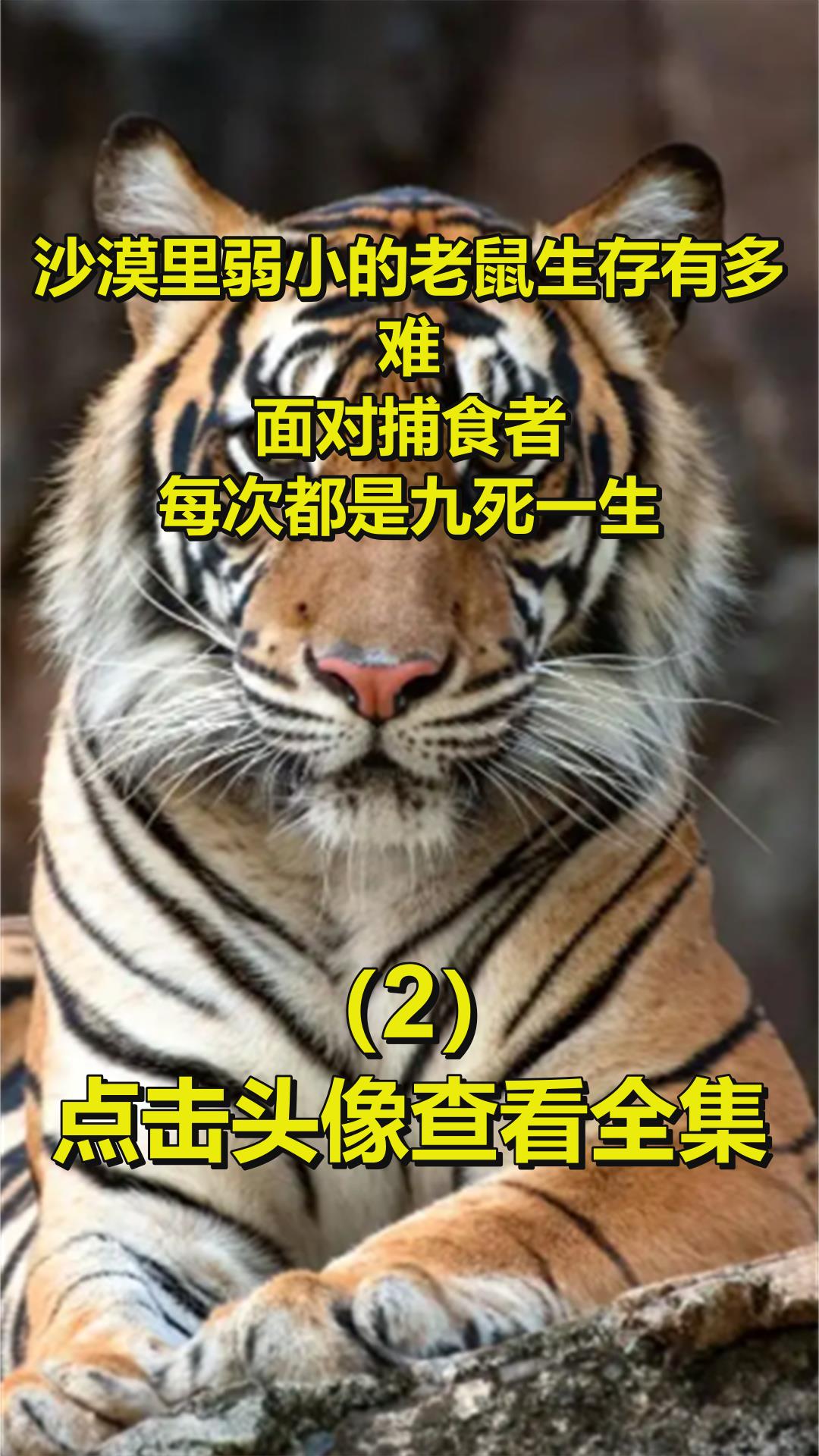 沙漠里弱小的老鼠生存有多难?面对捕食者,每次都是九死一生2