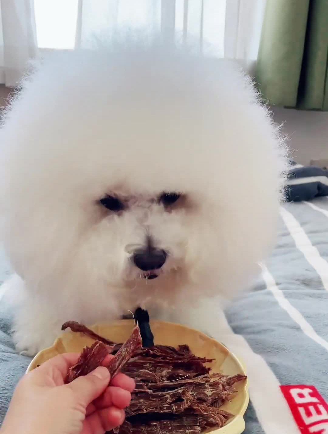 冬天干燥,给辣条吃点鸭肉干,既清火又补充优质蛋白比熊狗狗