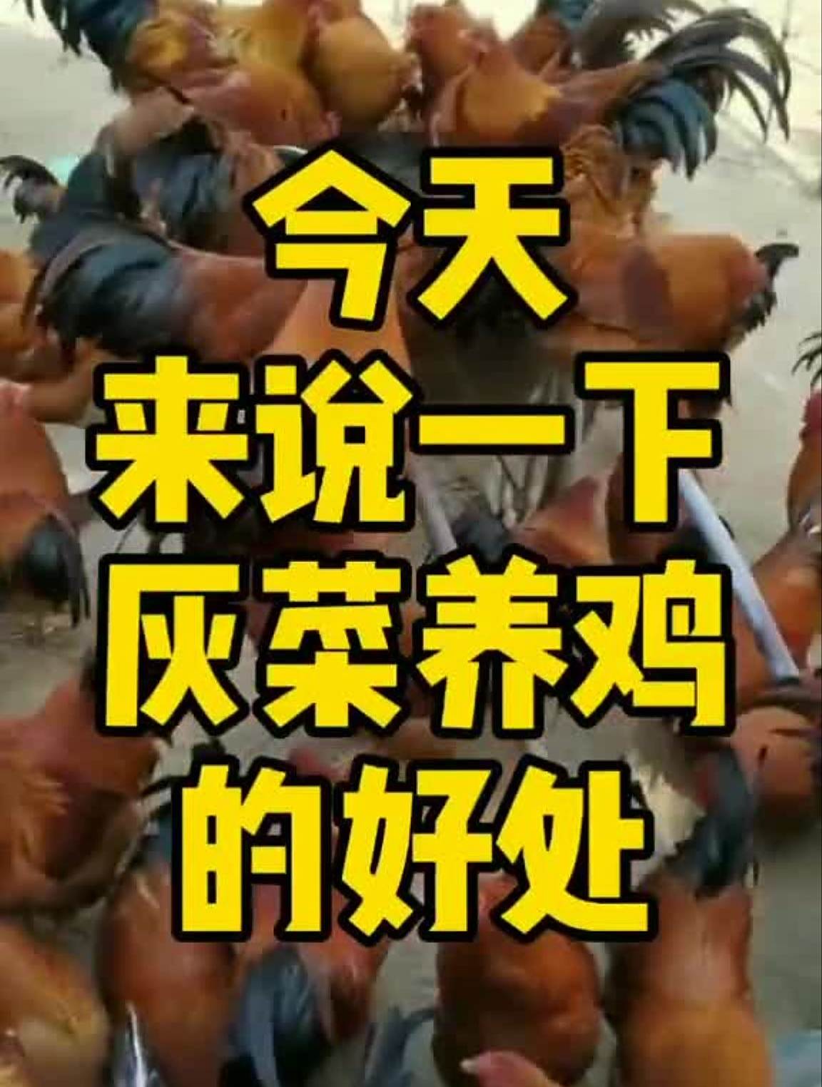 养鸡养鸡技术贵州养鸡云南养鸡四川养鸡热门散养土鸡热门