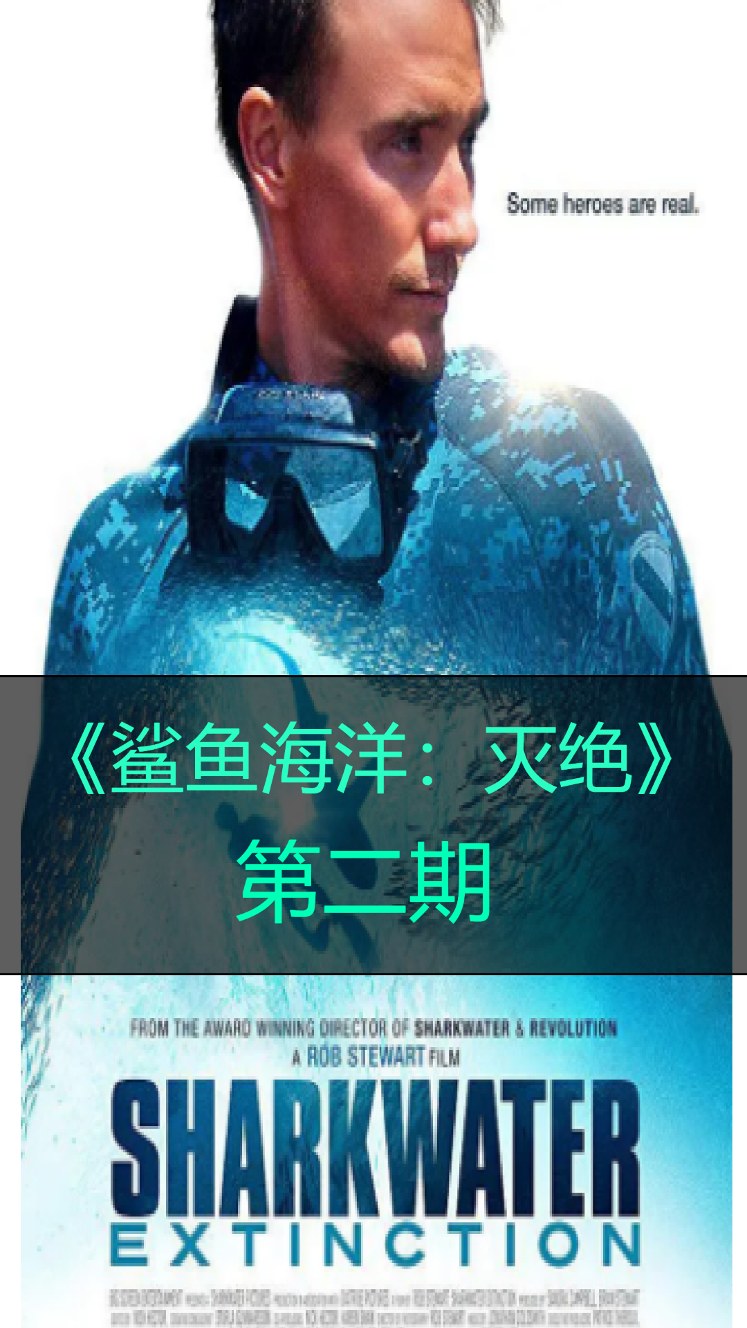 鲨鱼鱼鳍是怎么样给人们带来收益的?