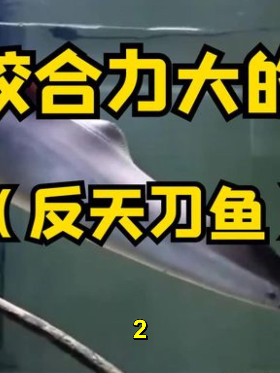 六大咬合力大的鱼类,反天刀鱼2