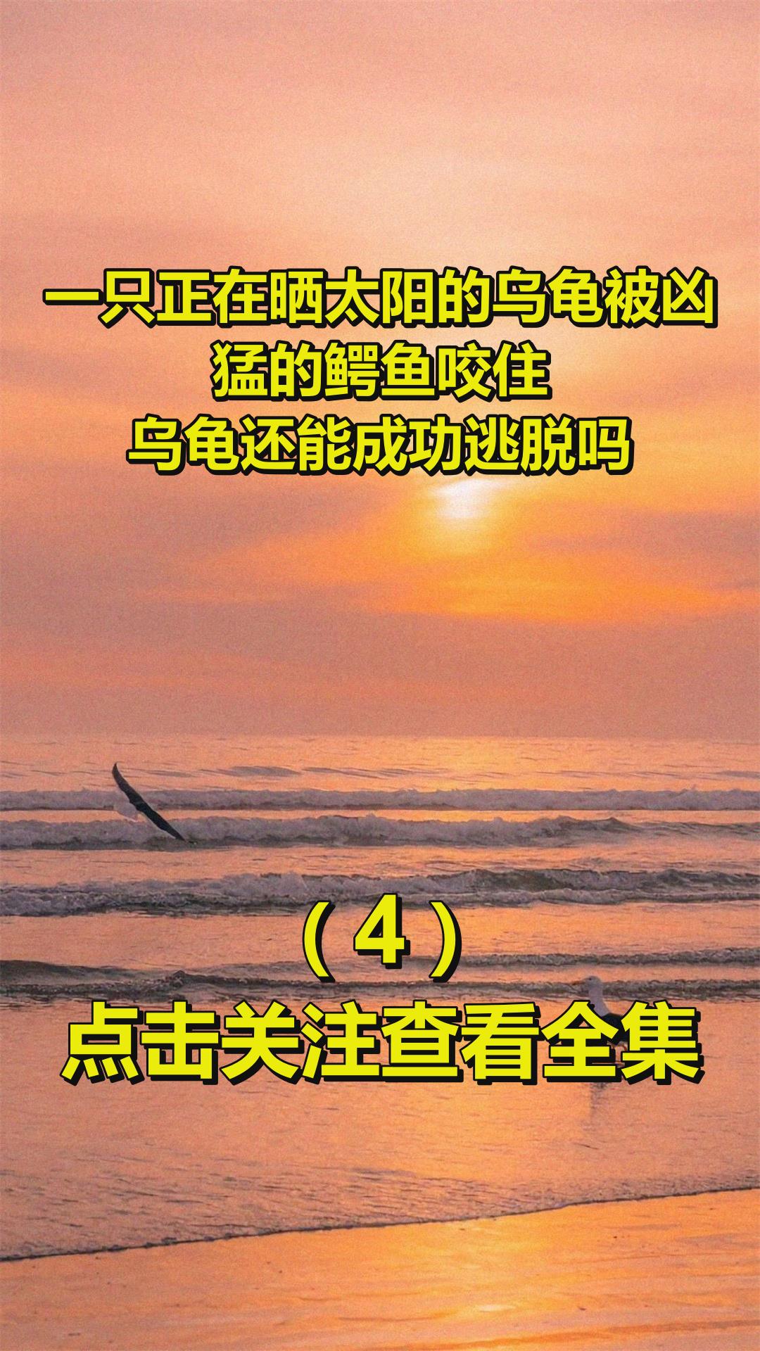一只正在晒太阳的乌龟被凶猛的鳄鱼咬住,乌龟还能成功逃脱吗?4