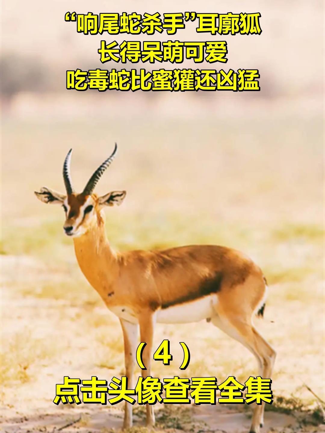 “响尾蛇杀手”耳廓狐,长得呆萌可爱,吃毒蛇比蜜獾还凶猛!4