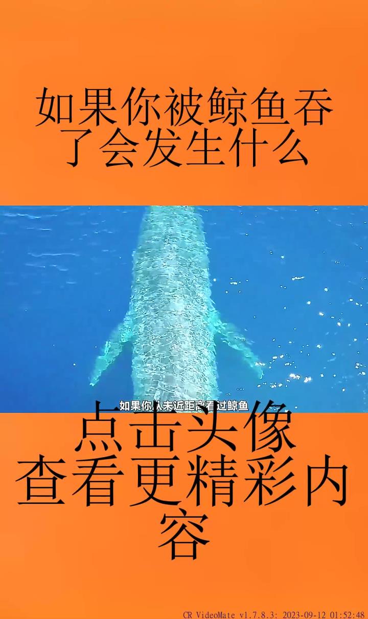 如果你被鲸鱼吞了会发生什么?